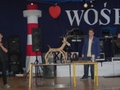 Drewniany zwierzak został wylicytowany za 130zł.